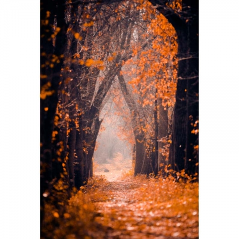 Autumn vinyl photography backdrops forest computer Printing background for photo studio F-2752