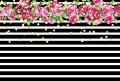 Black and White Stripes Floral Photo Backdrop for Birthday Party Vinyl Photography Background for Children Bridal Baby Shower Backgrounds Studio Props