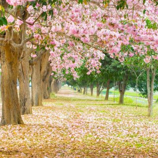 Cherry Tree Photography Backdrop Yellow Leaves on the Road Photo Booth Background for Art Studio Vinyl Fabric