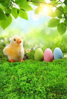 Easter Colorful Eggs Photography Backdrops for Studio Green Grass Leaves Vinyl Background for Photo Booth 5x7ft