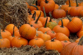 Halloween Photography Backdrop with Pumpkin Background for Festival Photo Studio Props Vinyl Fabric