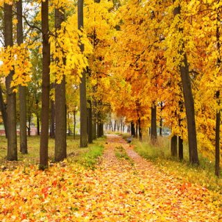 Nature Autumn Landscap vinyl photography Backdrops Gold Leaves Computer Printing Background for Photo Studio Wall Paper for Room