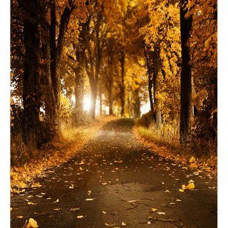 Nature Theme Photography Backdrop Autumn Scenic Falling Leaves Woods Backdrops for Photo Studio Vinyl Background