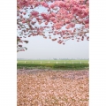 Pink Sakura Flower Tree Backdrop Seamless Vinyl Photography Backdrops Wild Computer Printed Nature Backgrounds for Photo Studio