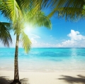 Summer Theme Party Beach Ocean Photography Backdrop Seaside Coconut Tree Solarium Background Photo Studio Vinyl Backdrops