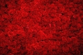 Red Rose Flowers Photography Backdrops for Loves Wedding Valentine's Day Photo Backdrops Vinyl Fabric