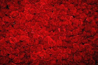 Red Rose Flowers Photography Backdrops for Loves Wedding Valentine's Day Photo Backdrops Vinyl Fabric